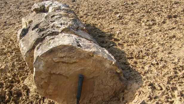Una imagen del tronco del árbol fósil hallado en Almadén de la Plata