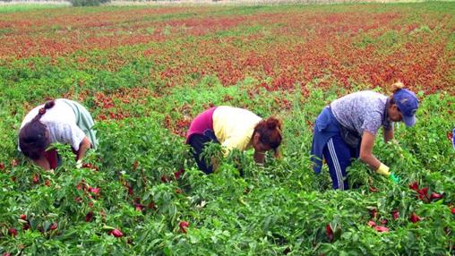 Trabajadores de la cooperativa de segudno grado Marinaledas