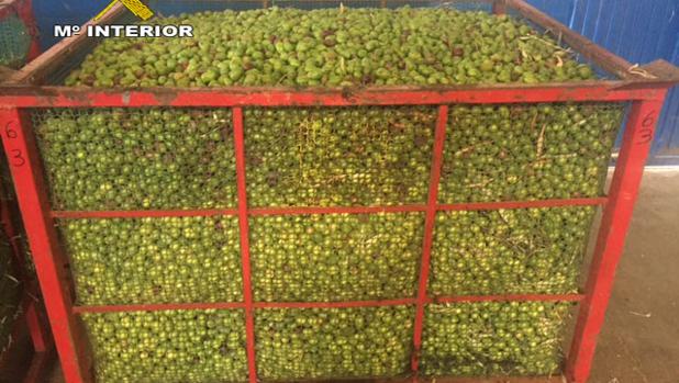 Un depósito con parte de los 16.885 kilos de aceitunas incautados por la Guardia Civil