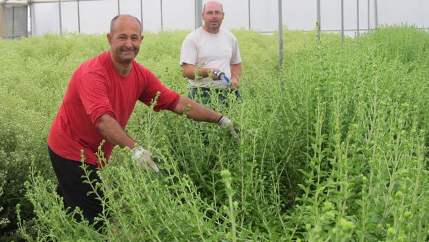 Trabajadores discapacitados de Lebrija preparan la planta de stevia