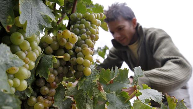 Más de 900 trabajadores de la vid están llamados a la huelga