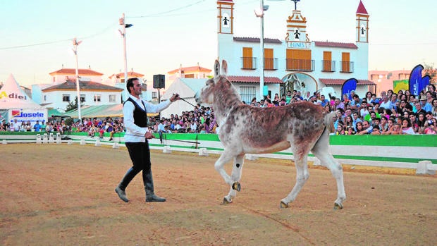 Carlos Román con su burro Caramelo en una exhibición en Gines