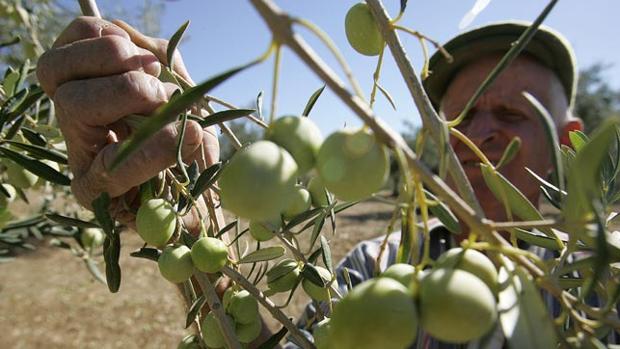 Avanza el proceso para lograr la IGP de las aceitunas gordal y manzanilla