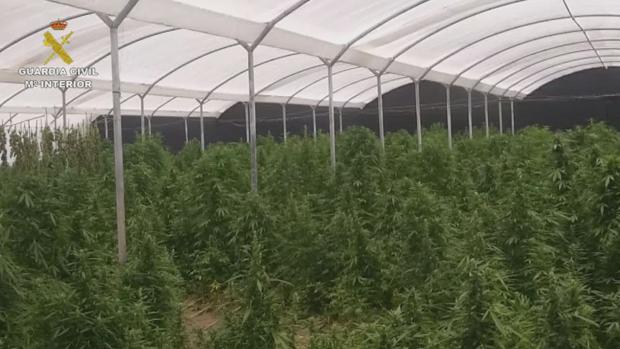 La mayor plantación de marihuana descubierta en años en Andalucía estaba en Las Cabezas