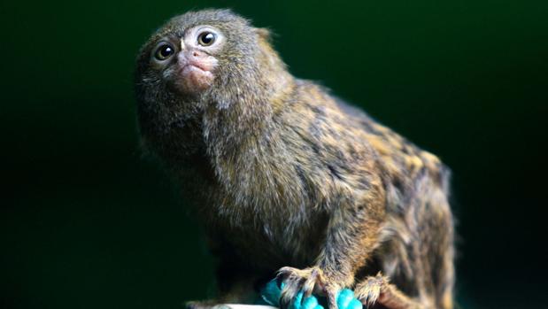 Nace un nuevo ejemplar de tití pigmeo en el Zoobotánico de Jerez