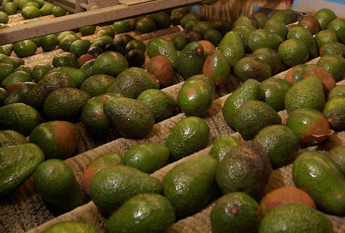 Detenidas dos personas por el robo de dos toneladas de aguacates en tres fincas de Cádiz y Málaga