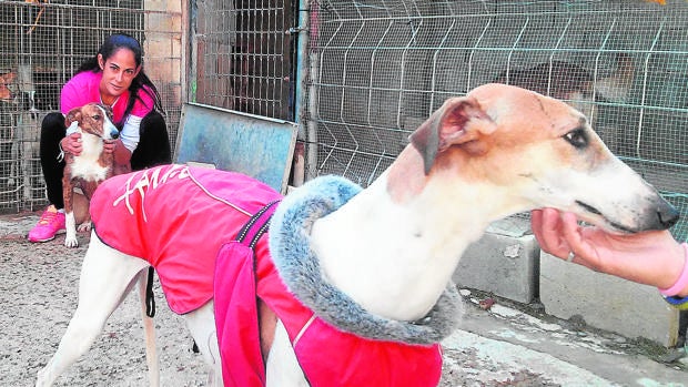 Nazaret Aguilar, de Procani de Osuna, con dos galgas rescatadas, Cata y Bibi