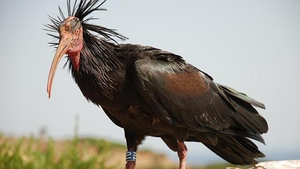 Un total de 20 parejas de &#039;Ibis eremita&#039; anidan en la comarca gaditana de la Janda