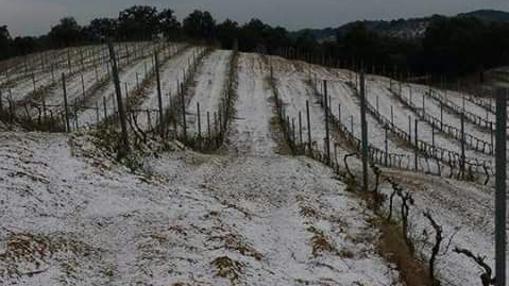 Nieve en las viñas de la bodega La Margarita en Constantina