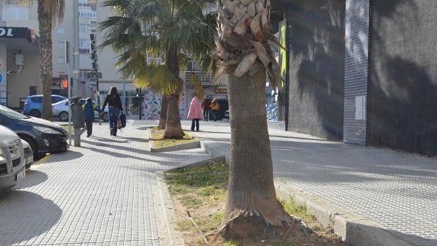 Los parterres de la calle Retama, junto al pabellón deportivo Ciudad de Cádiz, son pasto de excrementos caninos