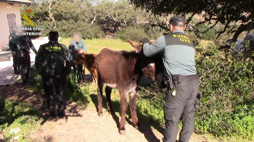 La Guardia Civil rescata a más de 40 perros abandonados en una finca de Chiclana