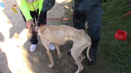 La Guardia Civil rescata a más de 40 perros abandonados en una finca de Chiclana