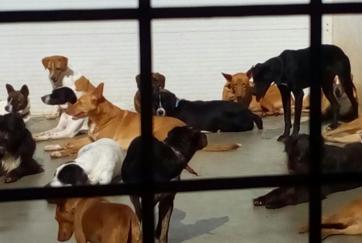 En la nave de Brenes están acogidos unos treinta perros