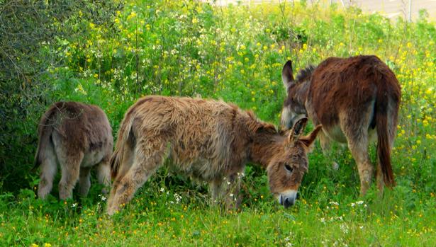 Los burros desbrozan la hierba en pleno centro urbano de Bormujos