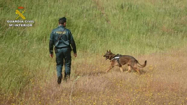 El perro «Amillán» junto con su guardia civil guía