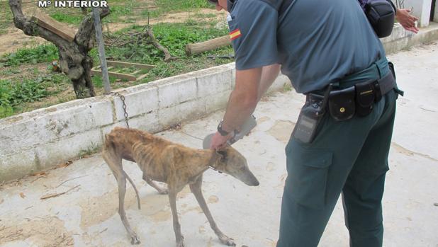 La Guardia Civil trasladó a los perros a una clínica veterinaria