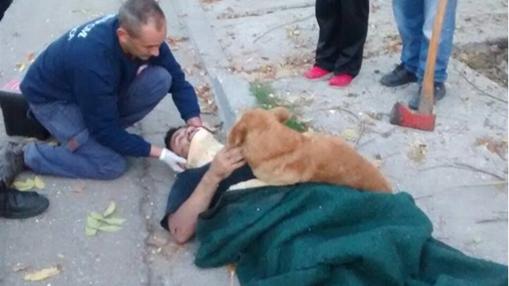 Así es la historia del perro fiel que no quiso abandonar a su dueño en un accidente