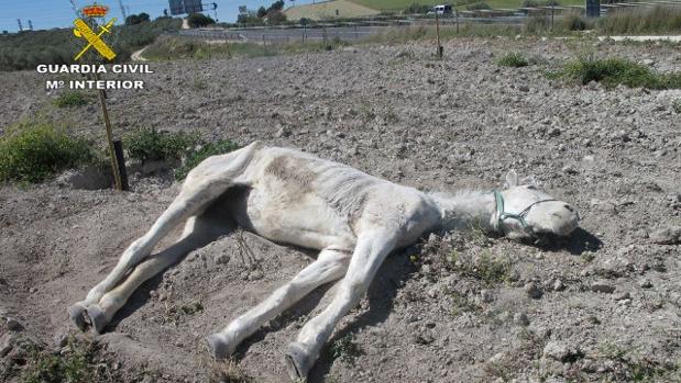 La yegua fallecida a causa de la dejadez de su propietario