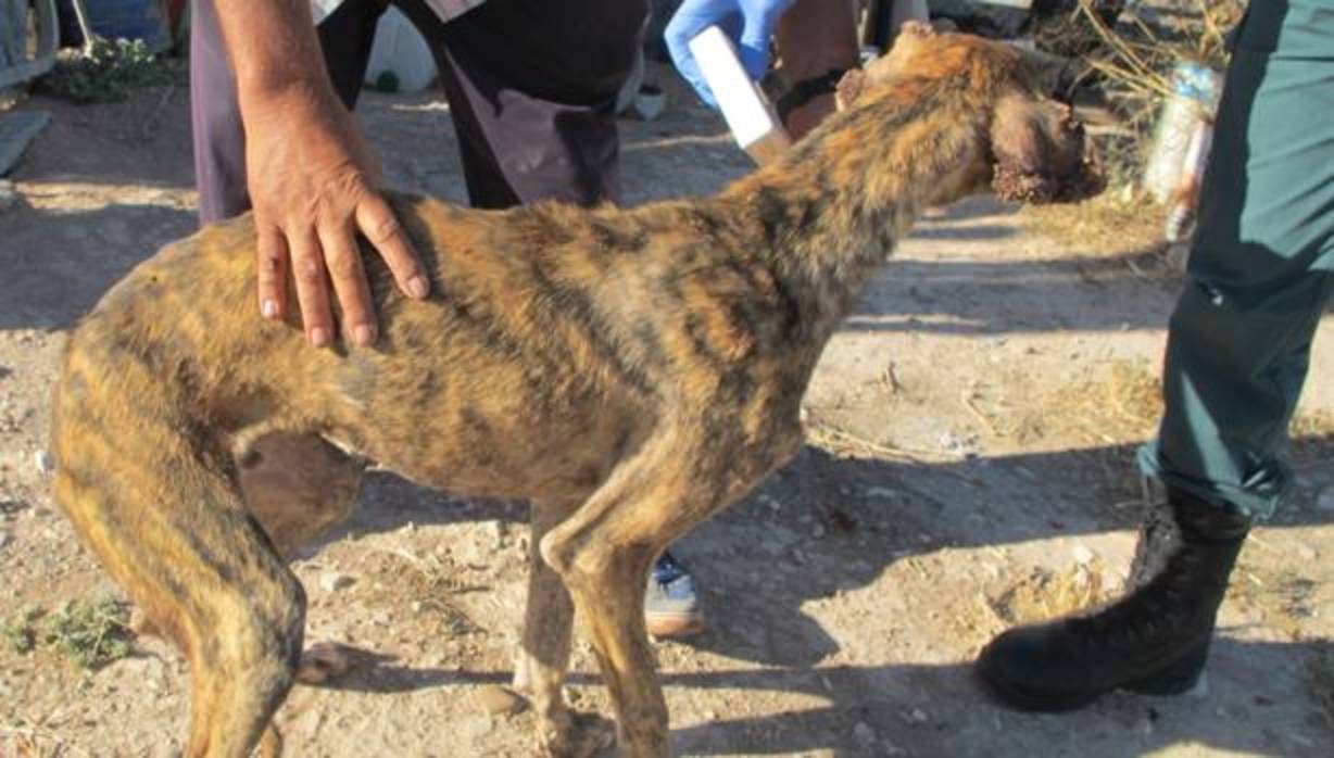 Uno de los galgos rescatados por la Guardia Civil