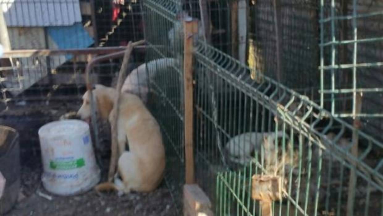 Rescatados 21 animales «en condiciones infrahumanas» en Algeciras