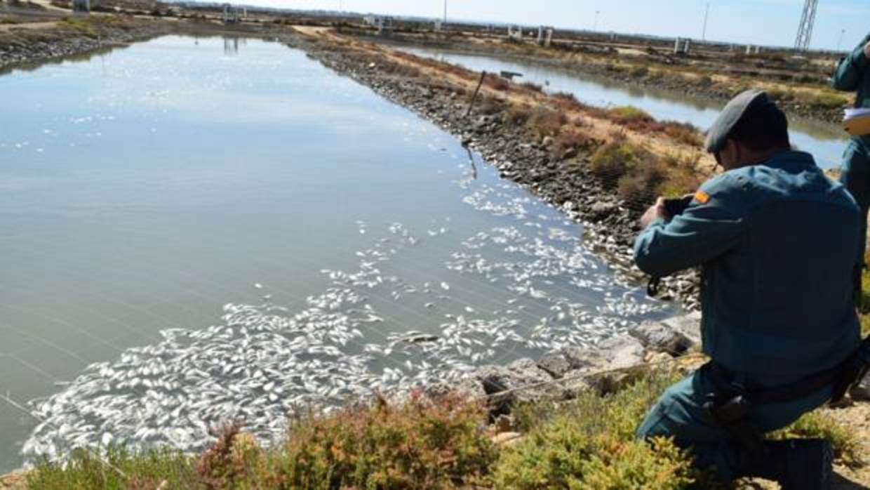 Tercera denuncia del Seprona contra la piscifactoría de San Fernando por delito ecológico