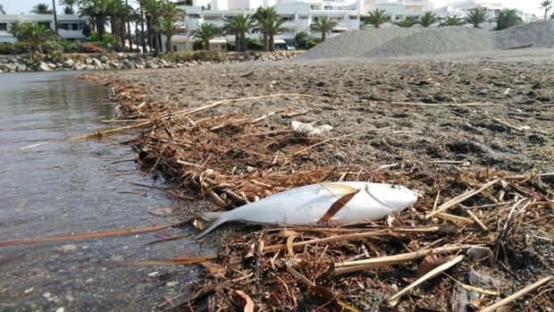 Cientos de peces se enfrentan a la muerte en la desembocadura del Guadiaro, según los ecologistas