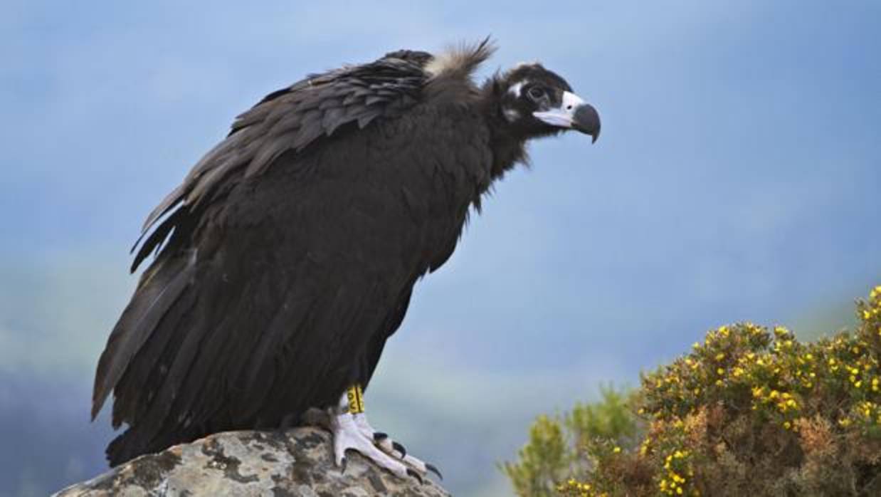 Los buitres son aves carroñeras y están en peligro de extinción