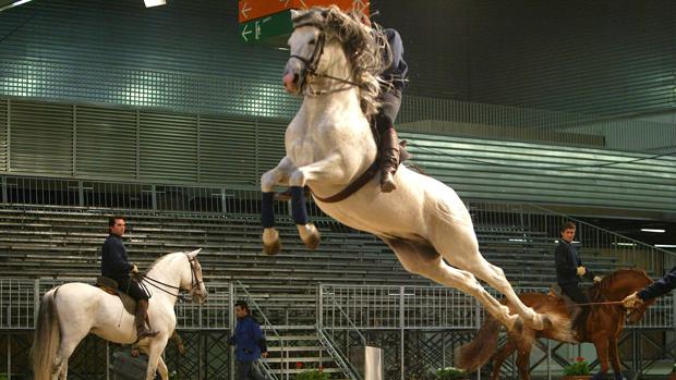 Jerez conmemorará el Día Europeo del Caballo el 9 de septiembre