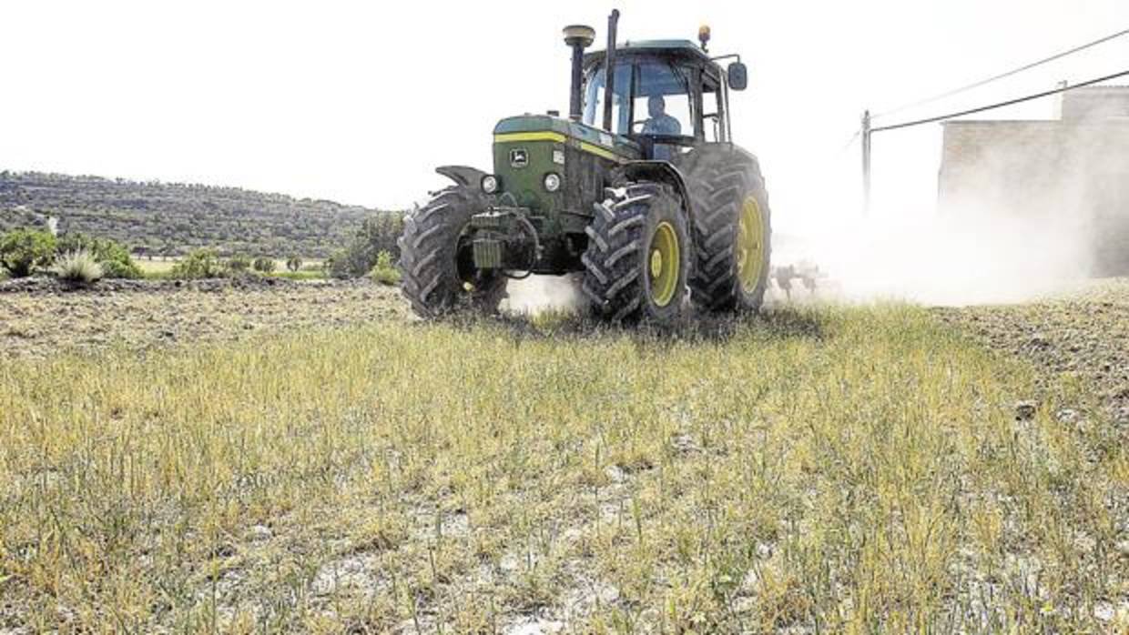 Los ganaderos gaditanos, al límite por los efectos de la sequía