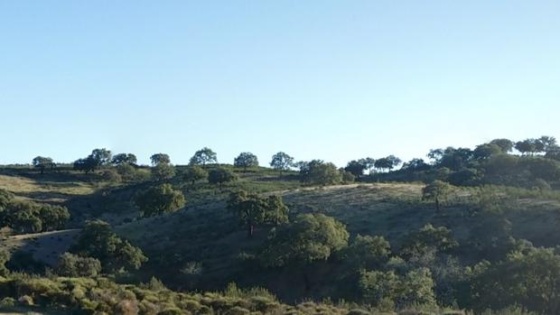 Declarado un incendio en un paraje natural de Almadén de la Plata