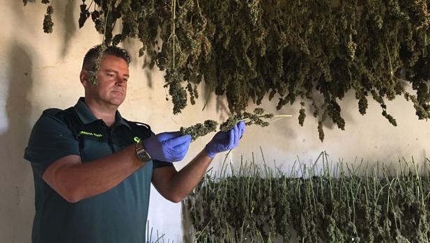 La Guardia Civil destapa un enorme cultivo de marihuana en Vejer