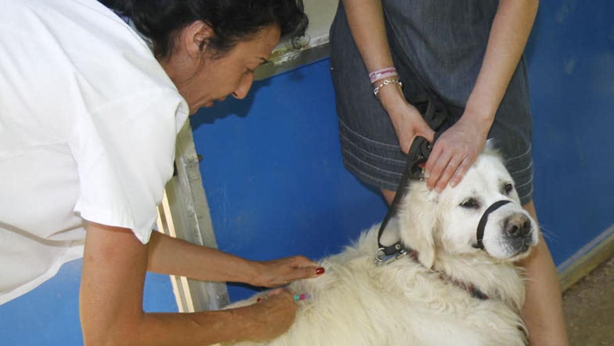 Una veterinaria le pone a un perro la vacuna de la rabia.