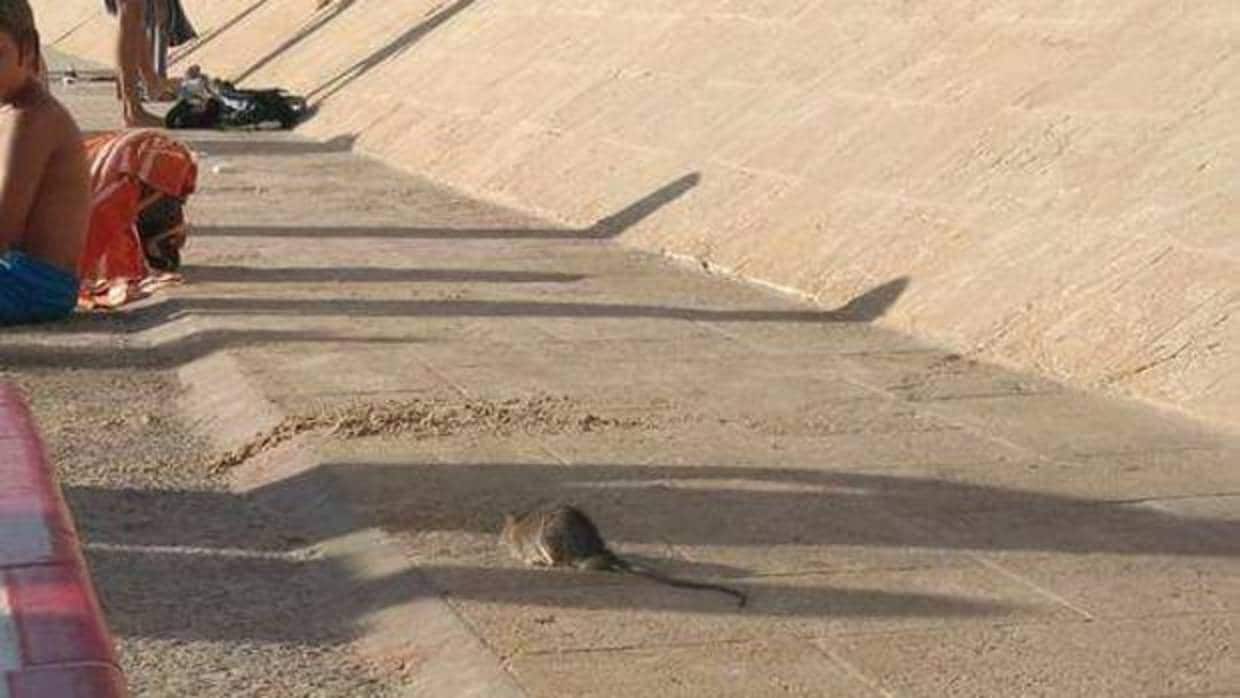 Durante este verano se han producido numerosas quejas ciudadanas por la presencia de ratas en la ciudad.
