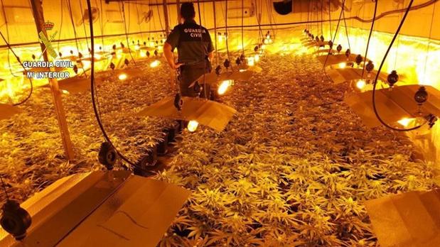 Detenido por esconder en una apartada finca de la Sierra Sur de Sevilla casi 2.500 plantas de marihuana