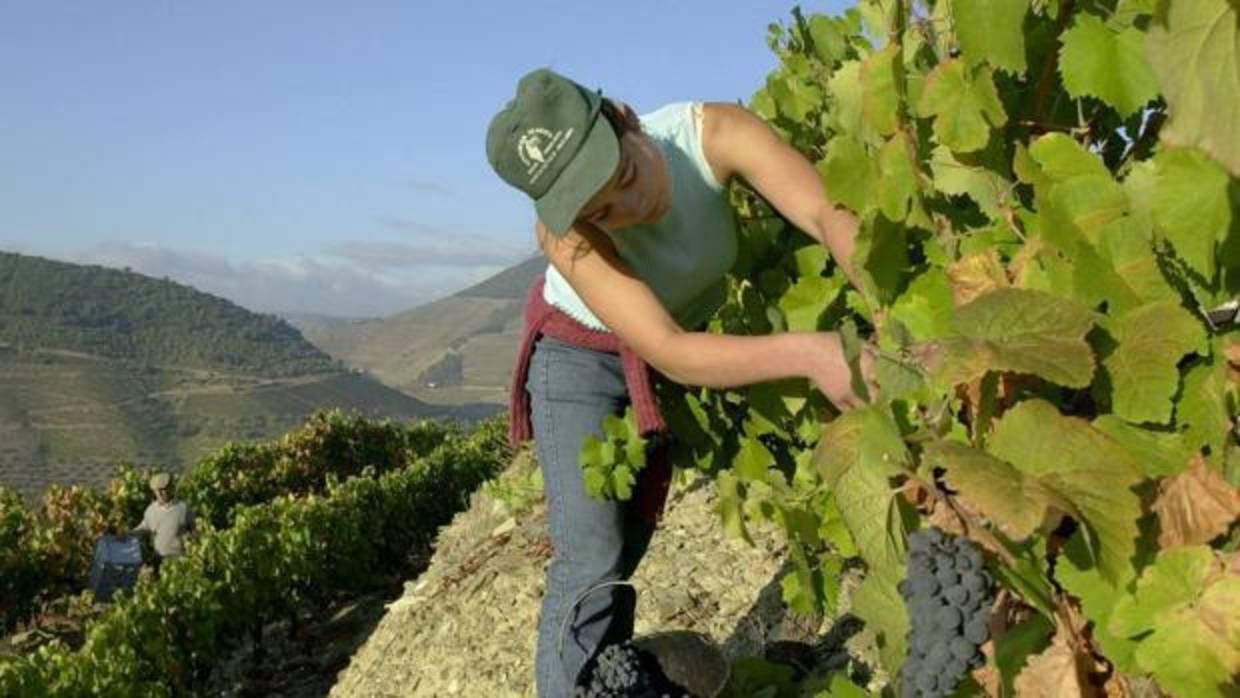 Mujer trabajando como temporera.