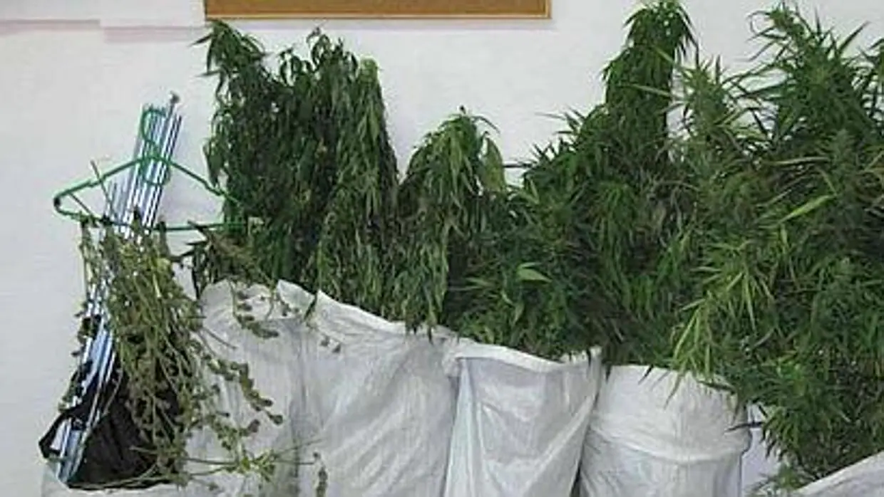 Imagen de archivo de una intervención de plantas de marihuana.