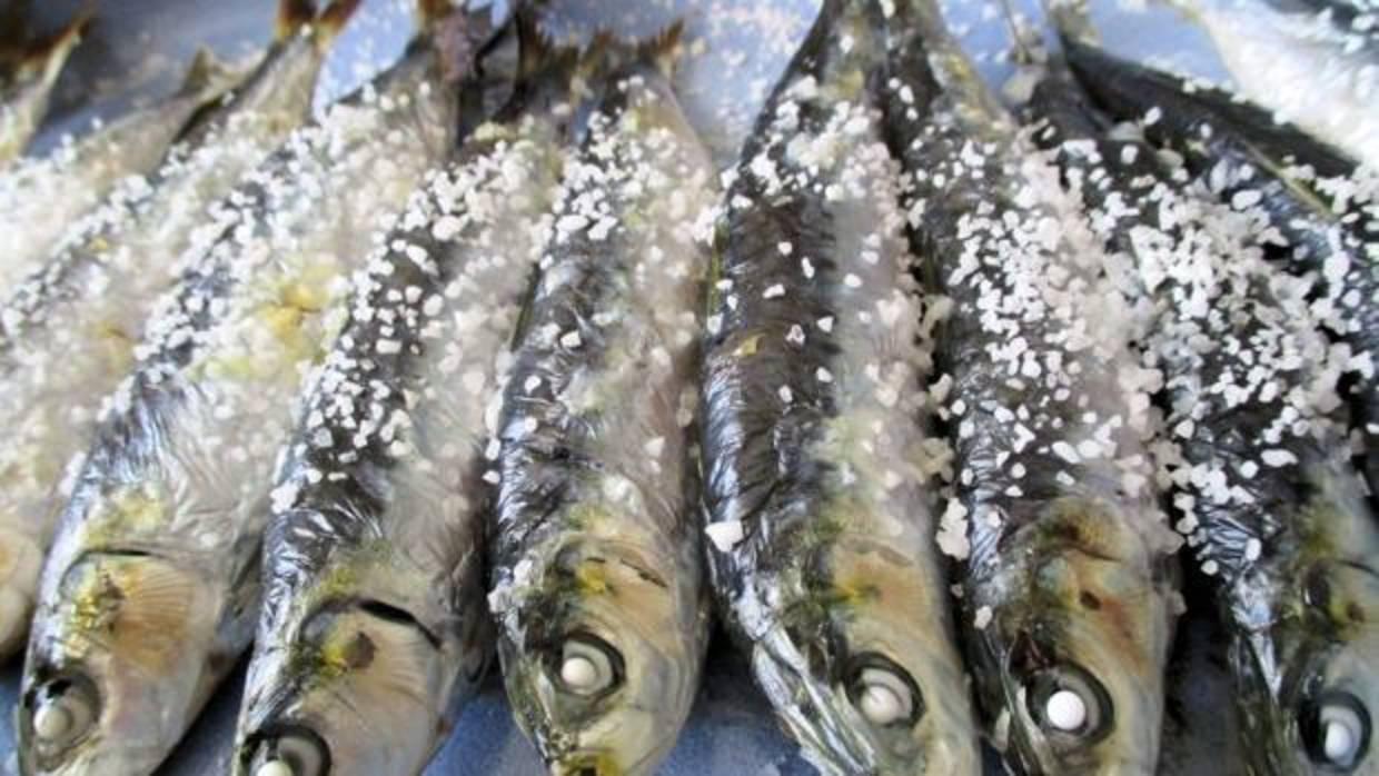 Cádiz, atenta a la propuesta de prohibir la pesca de la sardina
