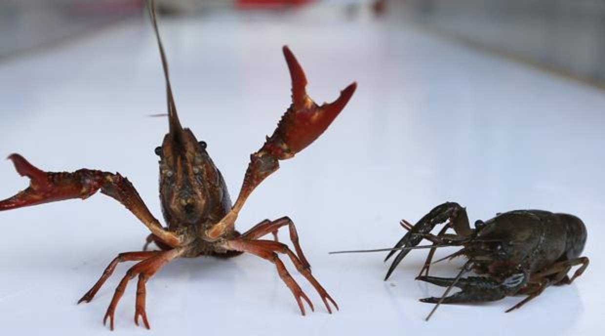 El setenta por ciento de la población de Isla Mayor se dedica a la pesca del cangrejo rojo