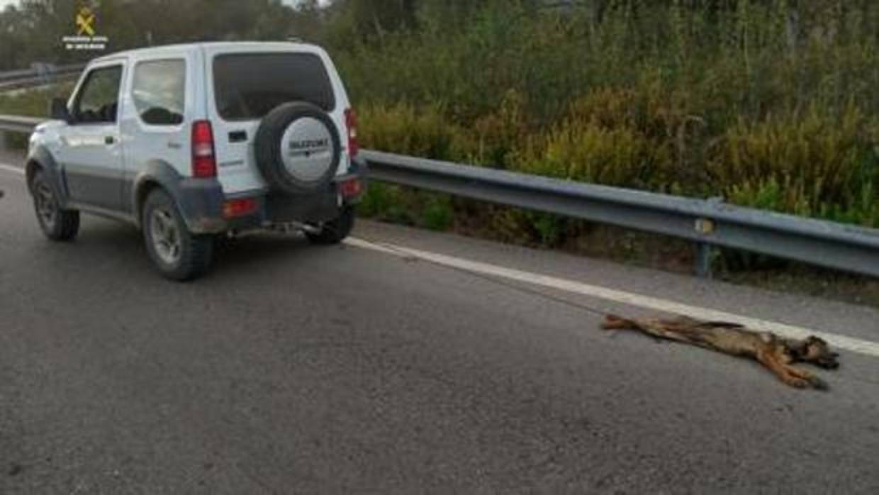 Absuelto el conductor que arrastró al pastor alemán atado al remolque de su coche en Jimena