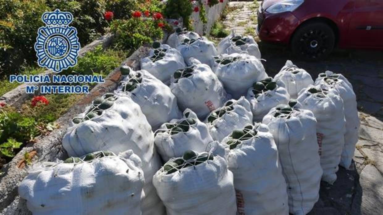 Detenidas cuatro personas por robar 600 kilos de aguacates de una finca de Castellar