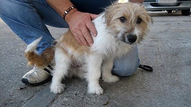 La entrañable historia de Max, el perro del «gordo» de Navidad que fue abandonado en Los Palacios