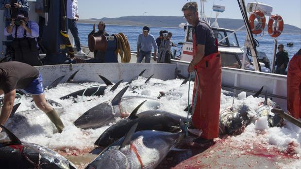 Frente político en Cádiz en favor de una mayor subida de la cuota de pesca de atún