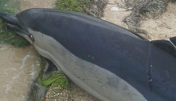 Encuentran un delfín en la Bahía de Cádiz