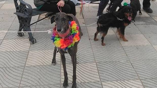 El Saucejo organiza este sábado un carnaval... para perros