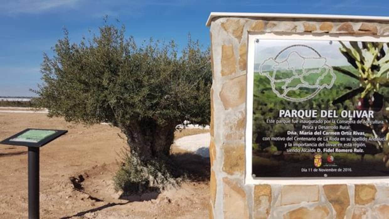 El parque del Olivar acogerá 227 ejemplares diferentes con los que conseguir más de mil variedades de aceitunas