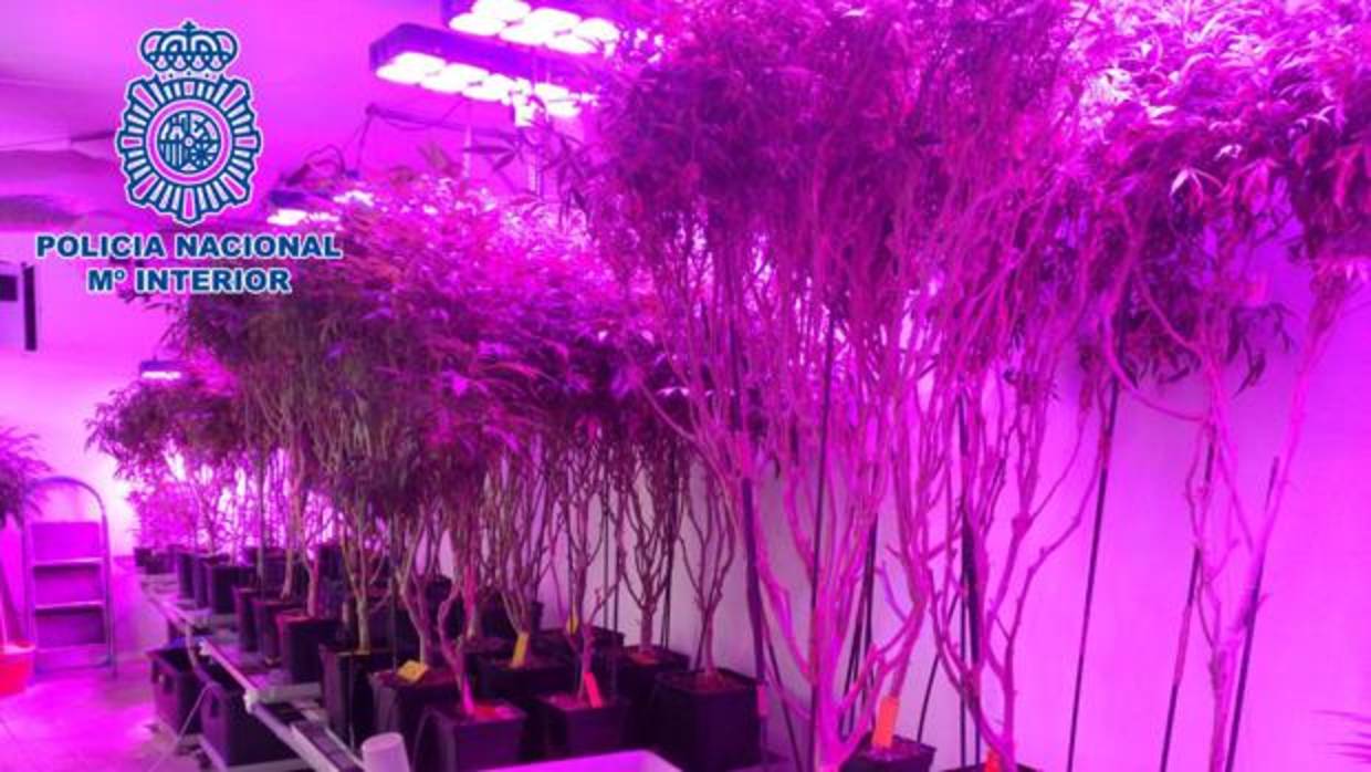 Detenidas tres personas y desmanteladas cuatro plantaciones &#039;indoor&#039; de marihuana en Jerez