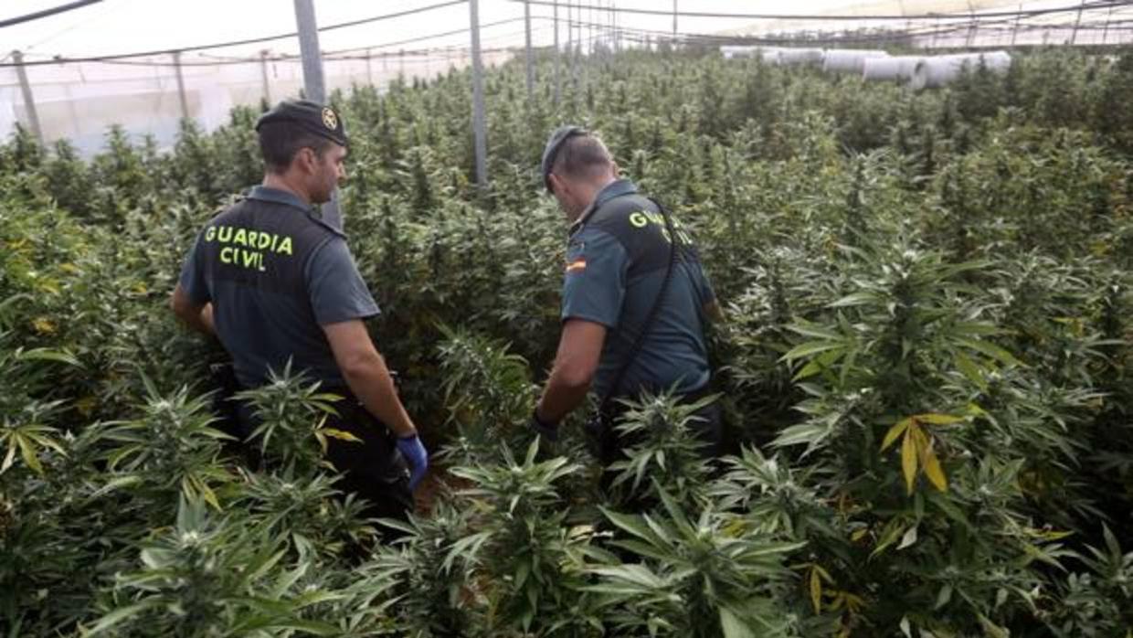 Agenstes de la Guardia Civil rodeados de marihuana.