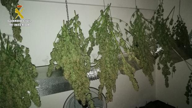 Desarticulados tres puntos de venta de drogas en viviendas en San Roque