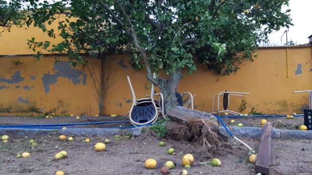 «El tornado nos pasó por encima; el limonero ha acabado en el tejado»