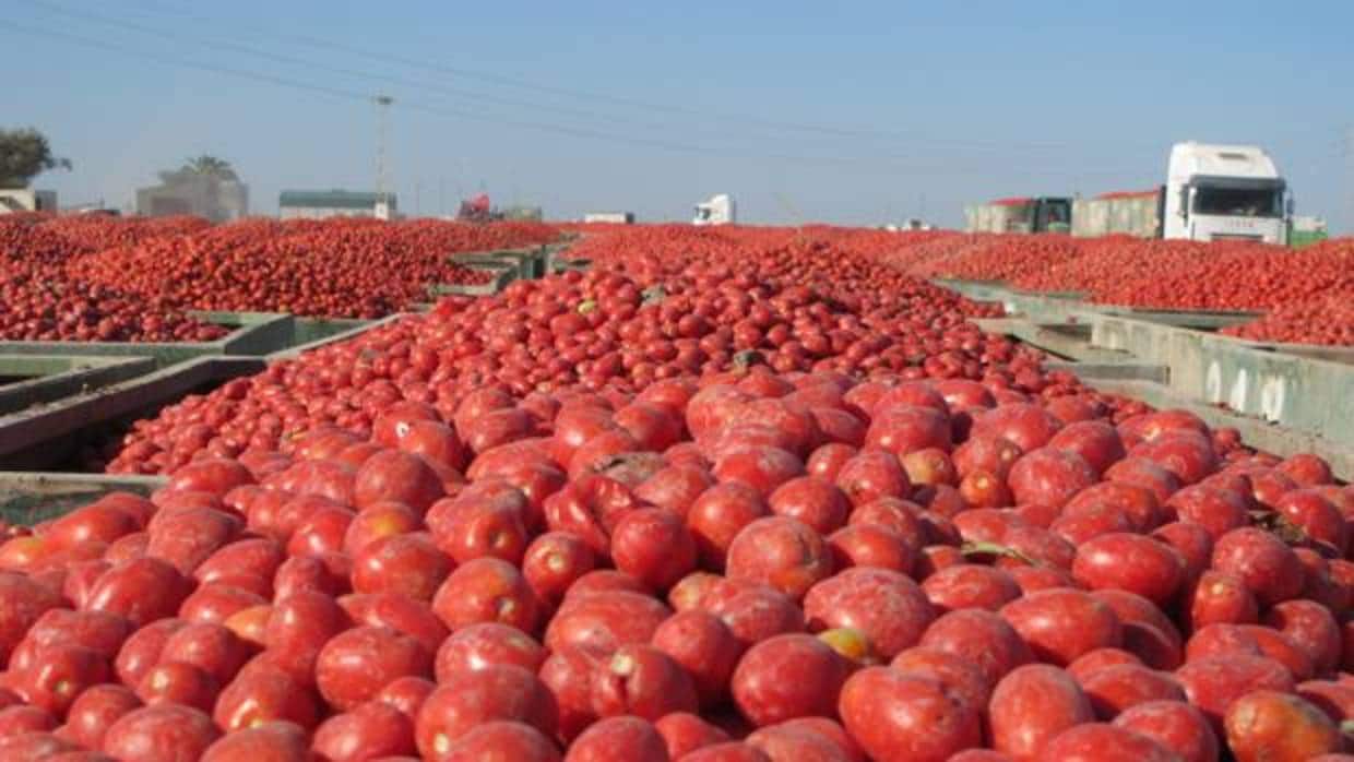 Durante los meses de verano, la explanada de la cooperativa Las Marismas se llena de tomate industrial recién recolectado
